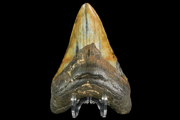 Fossil Megalodon Tooth - North Carolina #108985